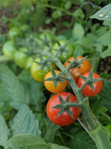 tomates cerises