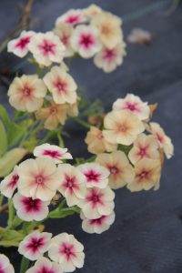 phlox