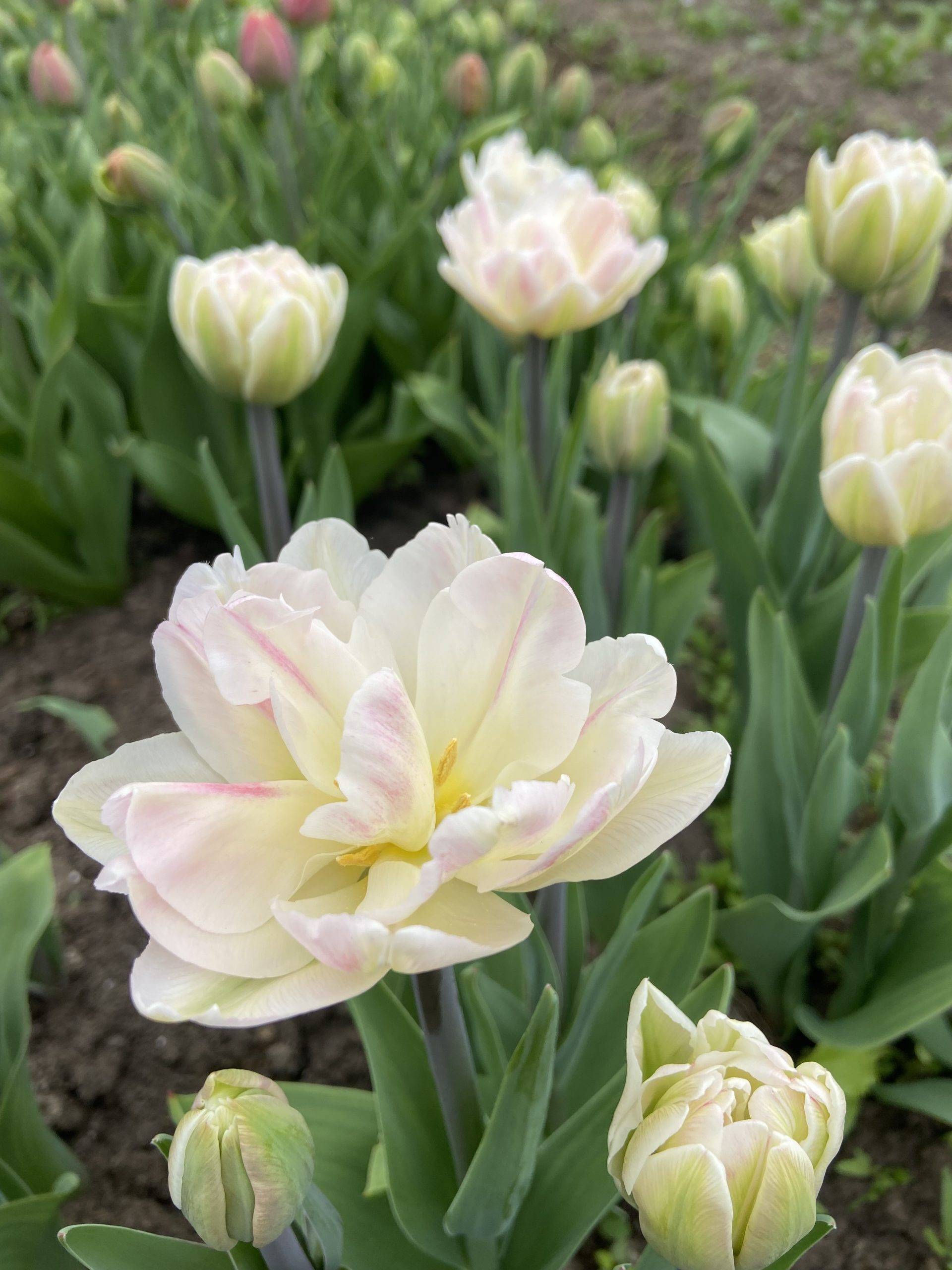 tulipe Angelique