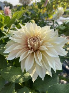 Dahlia Café au lait