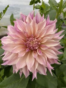 Dahlia Café au lait