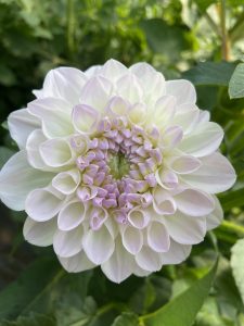 Dahlia Eveline