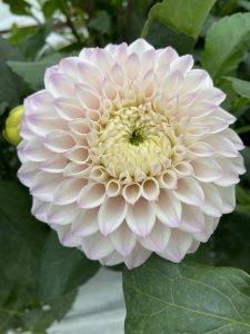 Dahlia Pink Pearl