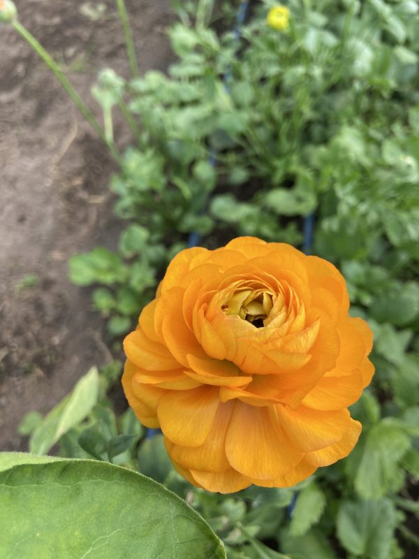 Renoncule_Clementine