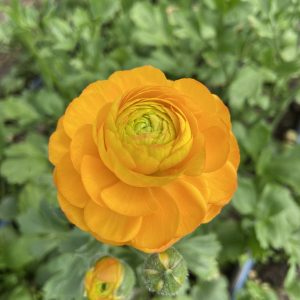 Renoncule_Clementine