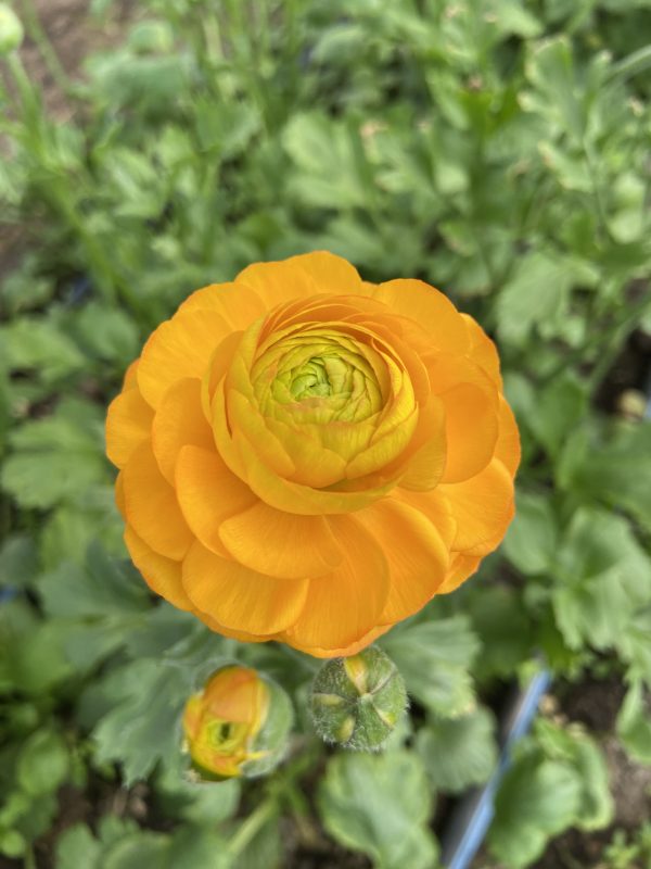Renoncule_Clementine