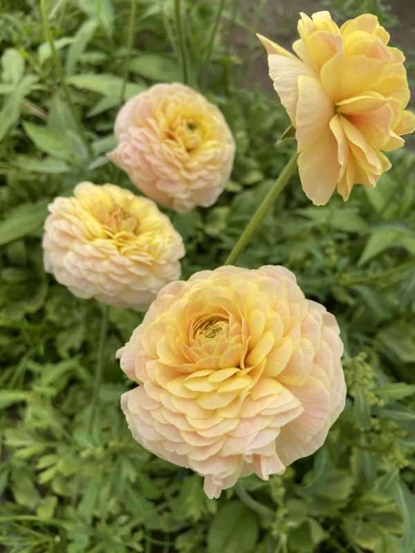 Renoncule_porcelaine_jaune