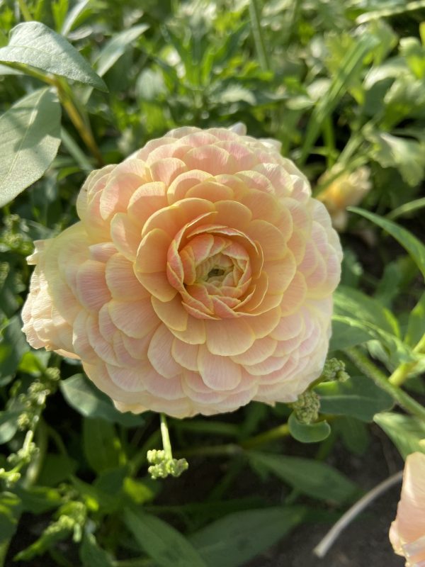 Renoncule_porcelaine_jaune