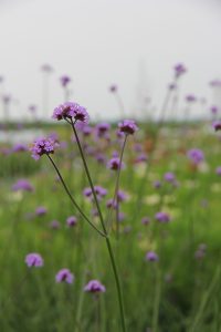 verveine Bonariensis