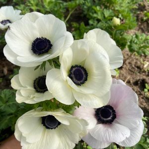 anemone