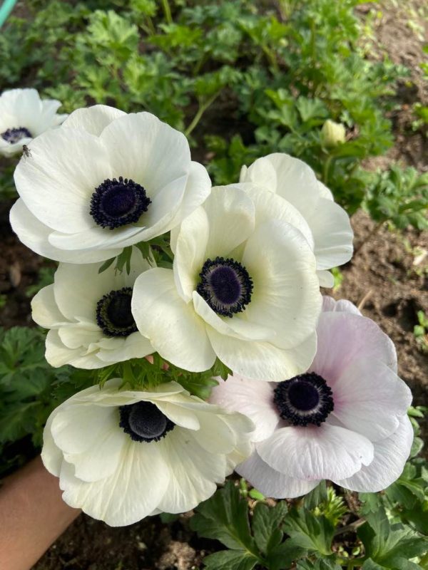 anemone