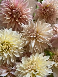 dahlia cafe au lait