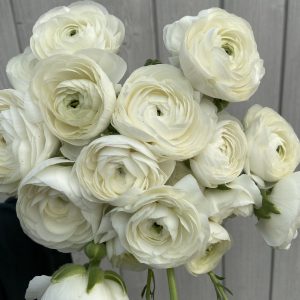 Renoncule ‘La Belle White’