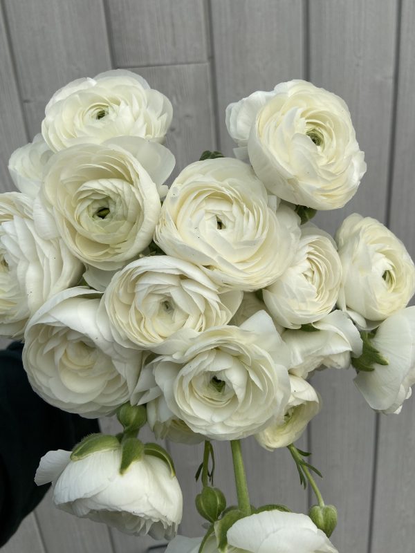 Renoncule ‘La Belle White’