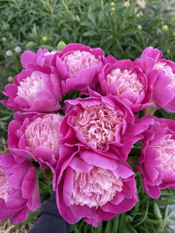 Pivoine ‘Bowl Of Beauty’