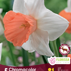 Narcissus_Chromacolor