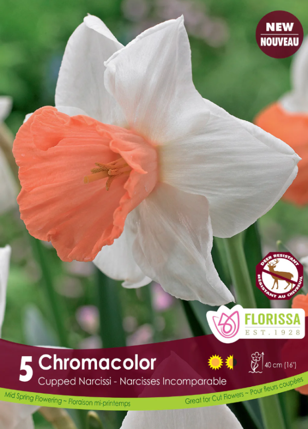 Narcissus_Chromacolor