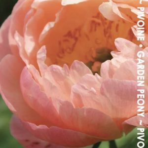 Pivoine ‘Coral Sunset’