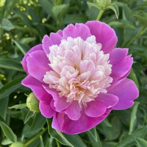 Pivoine ‘Bowl of Beauty’