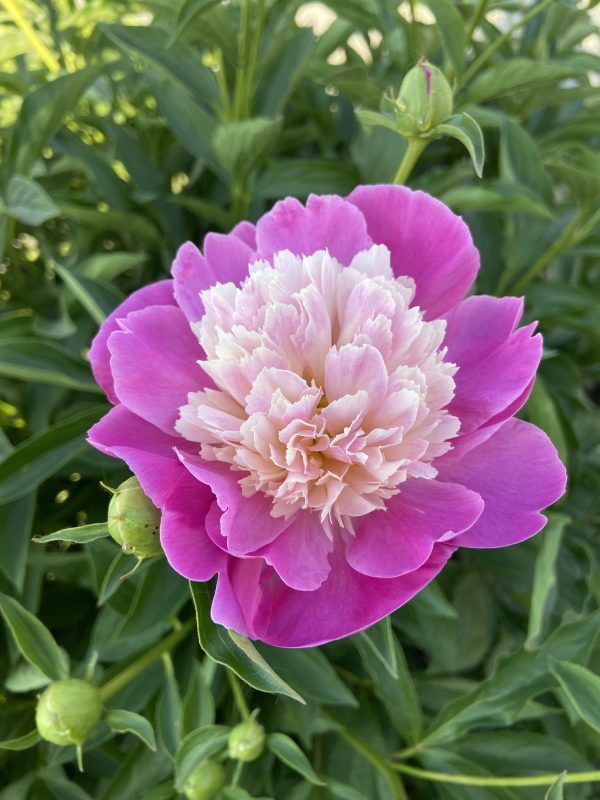 Pivoine ‘Bowl of Beauty’