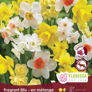 Narcisse_Fragrant_mix