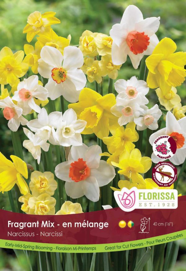 Narcisse_Fragrant_mix