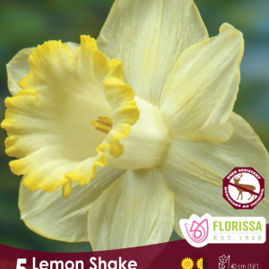 Narcisse_Lemon_shake