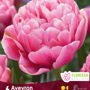 Tulipe_Aveyron