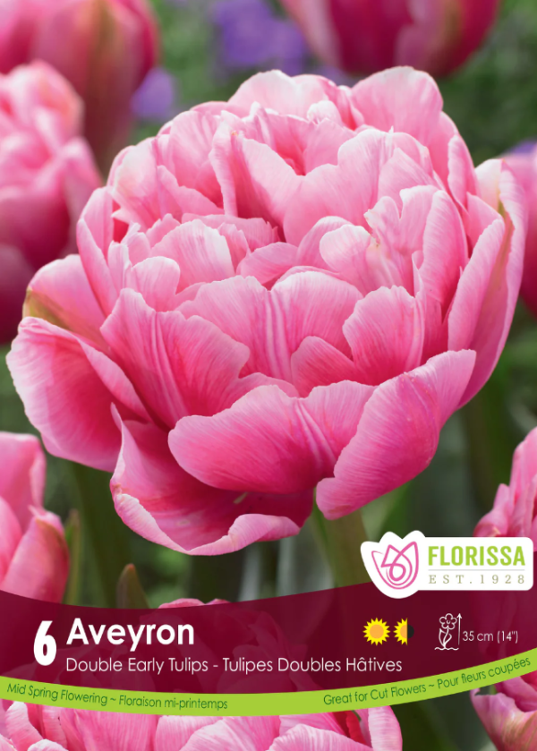 Tulipe_Aveyron