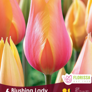 Tulipe_Blushing_Lady