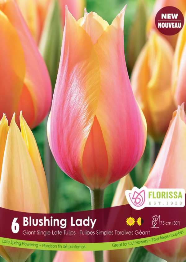 Tulipe_Blushing_Lady