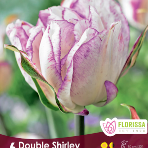 Tulipe_Double_Shirley