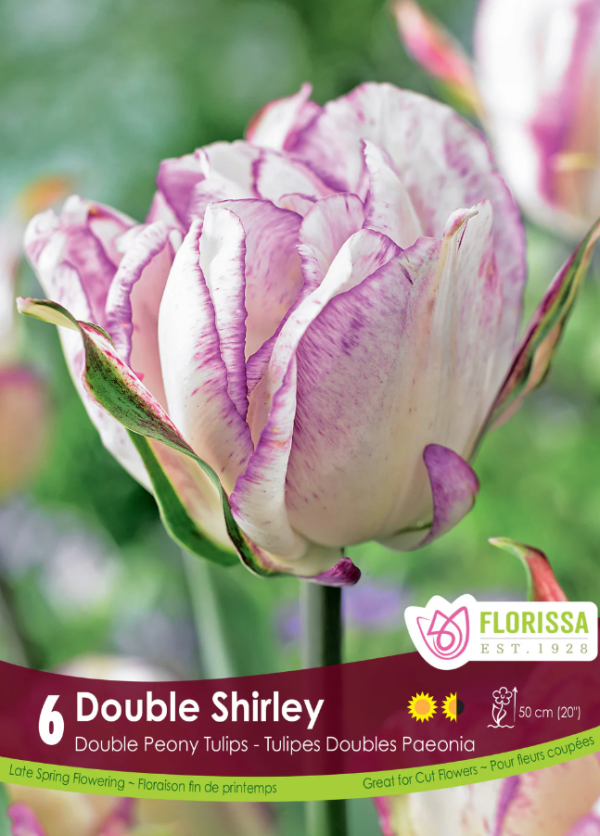 Tulipe_Double_Shirley