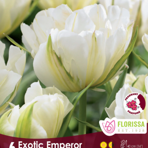 Tulipe_Exotic_Emperor