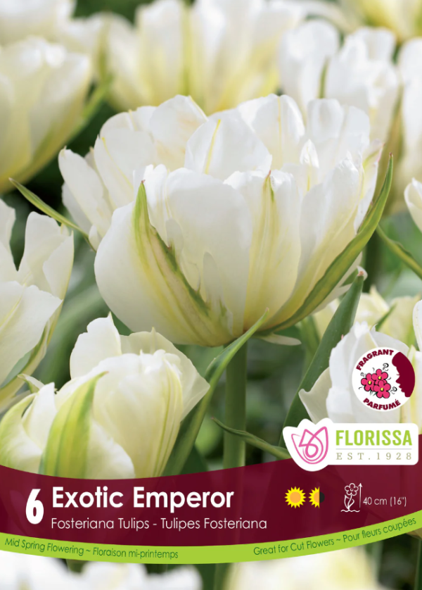 Tulipe_Exotic_Emperor