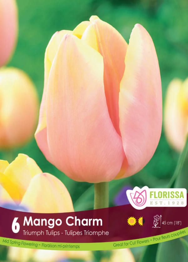 Tulipe_Mango_Charm