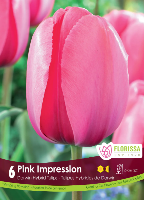 Tulipe_Pink_Impression