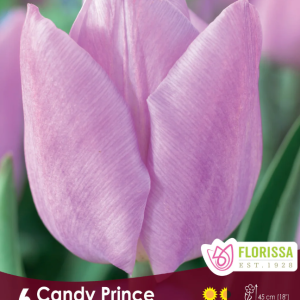 Tulipe_candy_prince