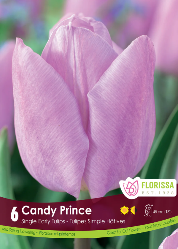 Tulipe_candy_prince