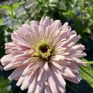 Zinnia_Dawn_Creek_Blush