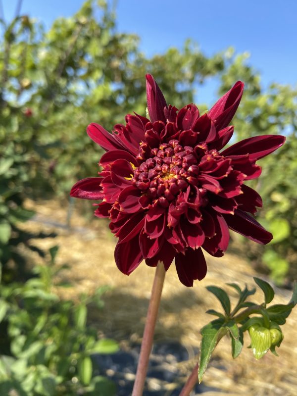 Dahlia 'Bee's Choice' – Image 2