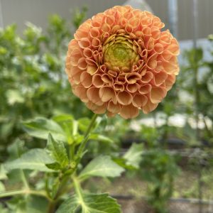 Dahlia_Amber_Queen