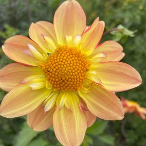 Dahlia_Bees_Choice