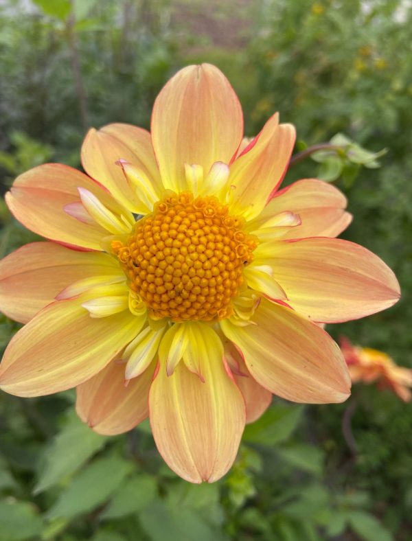 Dahlia_Bees_Choice