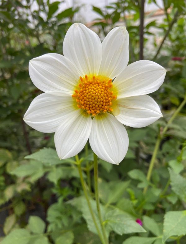 Dahlia 'Bee's Choice' – Image 3