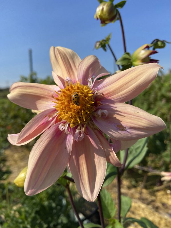 Dahlia 'Bee's Choice' – Image 4