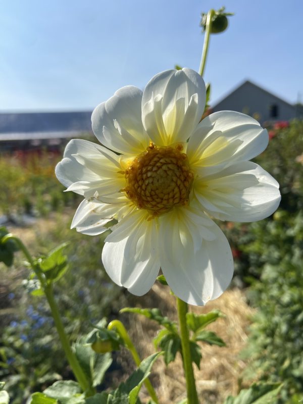 Dahlia 'Bee's Choice' – Image 5