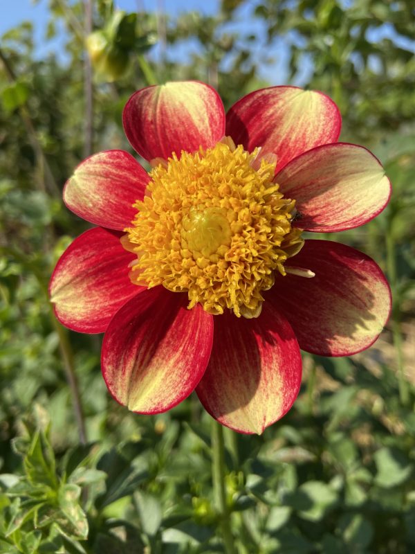 Dahlia 'Bee's Choice' – Image 7