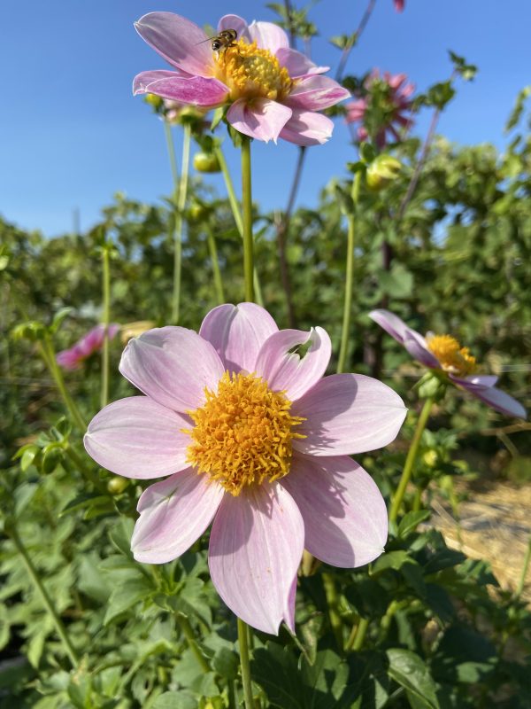 Dahlia 'Bee's Choice' – Image 8