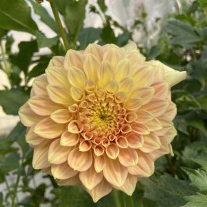 Dahlia_Bracken_Sarah